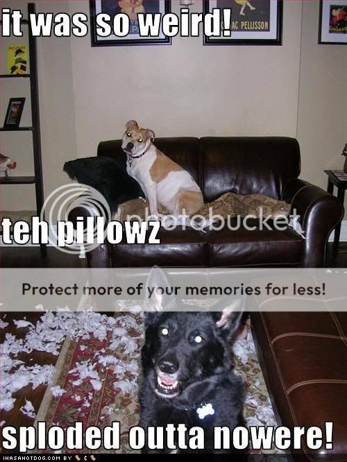 funny pictures of dogs. funny dogs